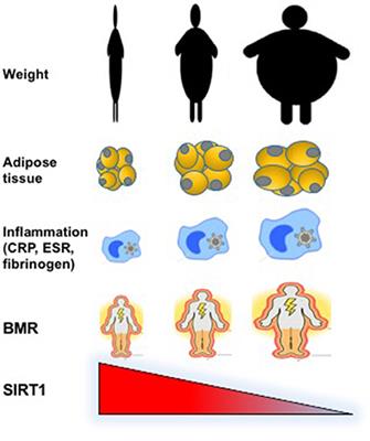 Inverse Association of Circulating SIRT1 and Adiposity: A Study on Underweight, Normal Weight, and Obese Patients